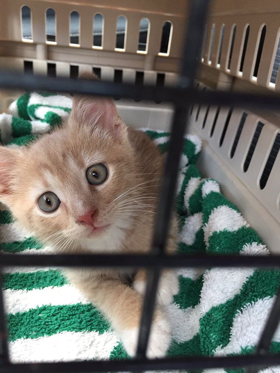 Lumiere's forever home fell through 💔so it obviously wasn't the right one