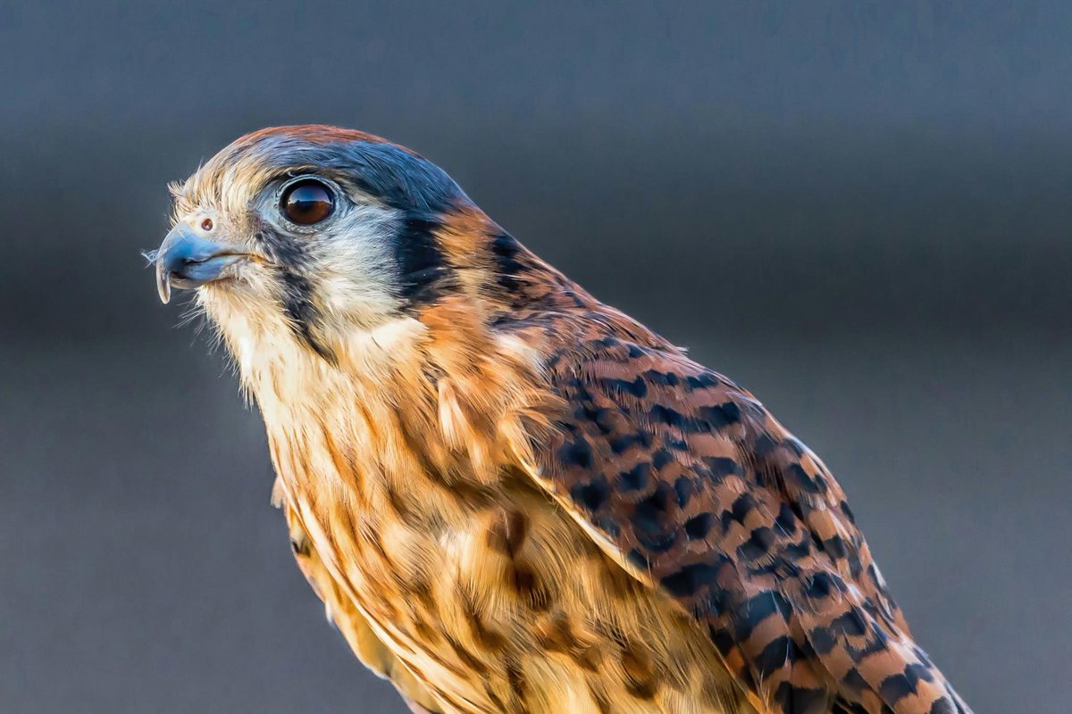 WildflowerCtr's tweet photo. Free Nature Nights kick off tonight with Reptiles and Birds of Prey! 6-9 pm at the Wildflower Center! https://t.co/PNUW5iHnhr #AustinTx https://t.co/bvCvt8XTtV