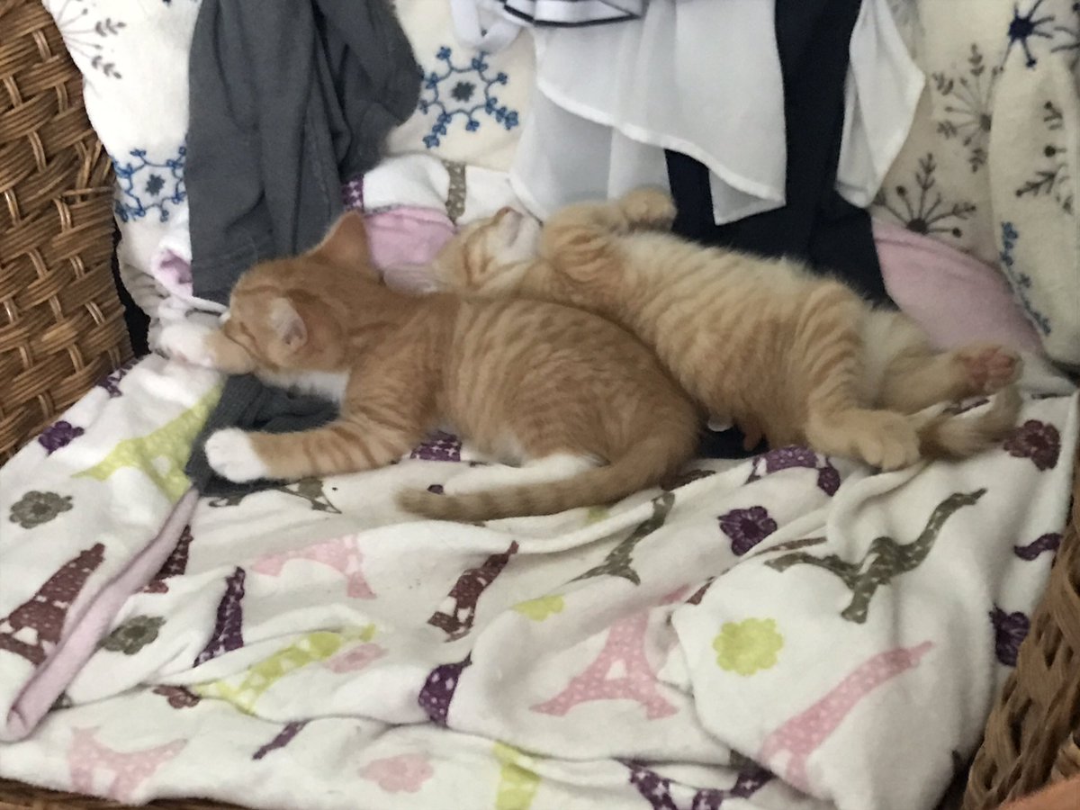 The rescue is out of funds right now! 💔 Please help or RT
gofundme.com/3wl5z20