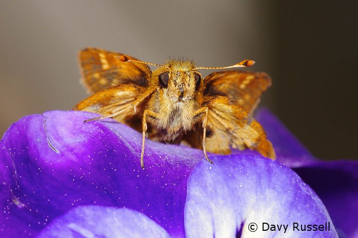 BugHavenBlog's tweet image. Skippers are the kittens of the pollinator garden!  =)