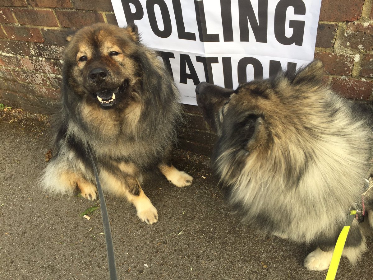lornabellc's tweet photo. #DogsAtPollingStations #democraticdogs https://t.co/0eU04UnZ8t