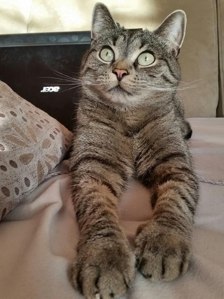 Kedilerin annesi (@sirinveboncuk) on Twitter photo 