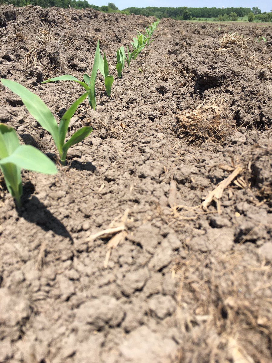 NEIAAgron's tweet photo. There is a new sheriff in town! #P9870AM looking good for a May 30 planting date. Maybe this years #yieldhero in the 98 day CRM https://t.co/jXfsfjQF9O