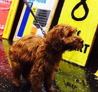 Fmflood's tweet photo. First time voter in the rain. #Cerys #dogsatpollingstations https://t.co/rgVgUCAgoY