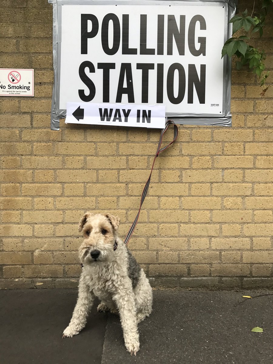 Jaynewithaybird's tweet photo. Scribble waiting to cast his vote https://t.co/NeqLMheoZZ