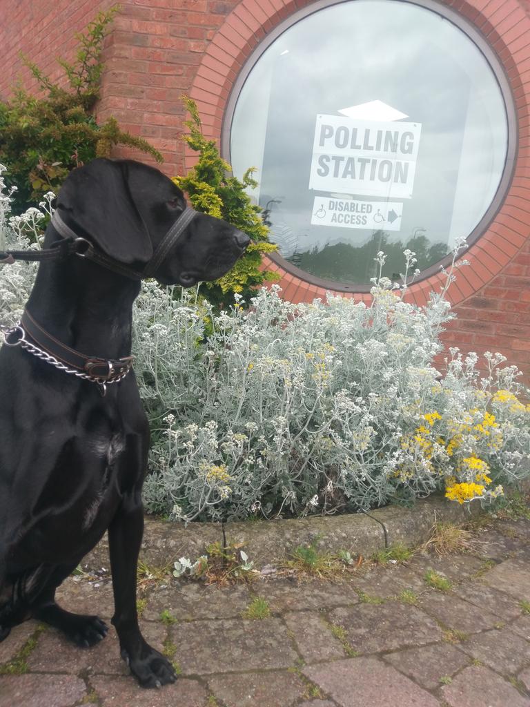 Jess_Hugill's tweet photo. #dogsatpollingstations https://t.co/23Zn30S8La