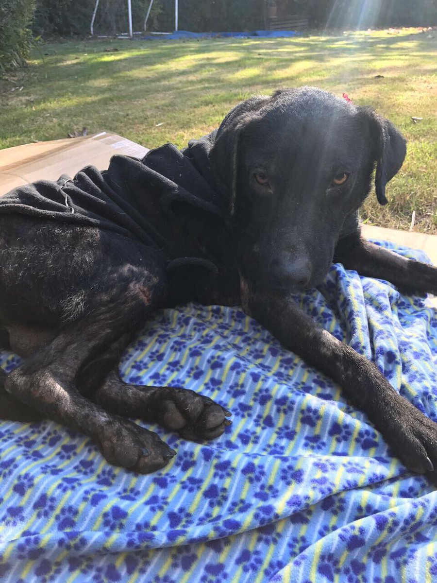 AmorDePerro_'s tweet photo. Necesitamos de su ayuda para salvar a Tom debemos operarlo y la operación es muy costosa! Historia de Tom e info para donar en La foto 🙏🏻🙏🏻 https://t.co/1hB5J3J4Ws