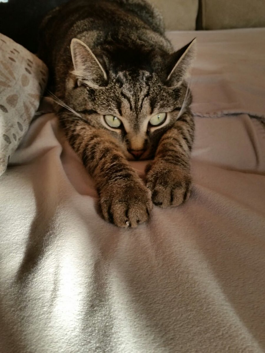 Kedilerin annesi (@sirinveboncuk) on Twitter photo 