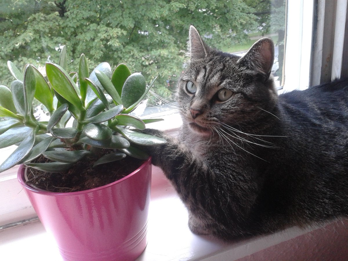 Kedilerin annesi (@sirinveboncuk) on Twitter photo 