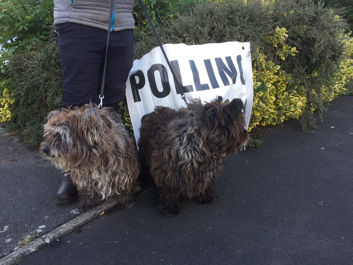 Robthedog's tweet photo. #dogsatpollingstations https://t.co/iI74nZ1SXE