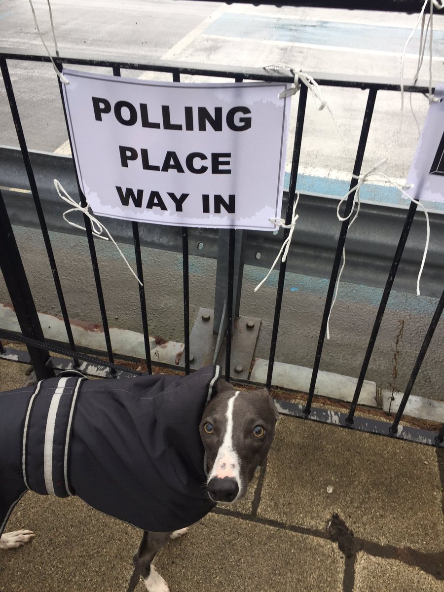 stoopdoggydog's tweet photo. @DogsAtPollingS We did it! #iVoted #DogsNotAtPollingStations https://t.co/aaYfWqCaIF