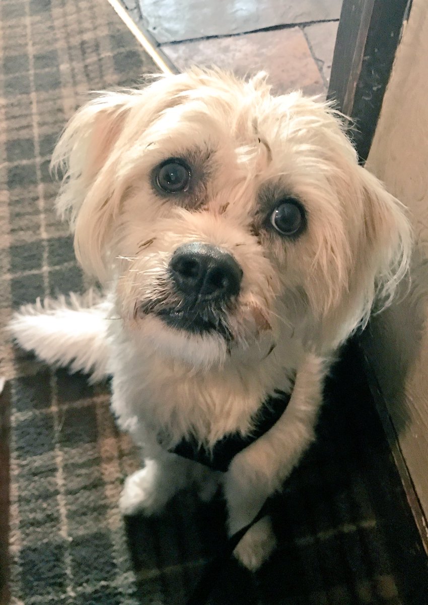 StacieCJUK's tweet photo. Dodging the wind and rain @pendleinn! #ThursdaySupper #dogfriendly 🐾👍🏼 https://t.co/byXqgnBMPT