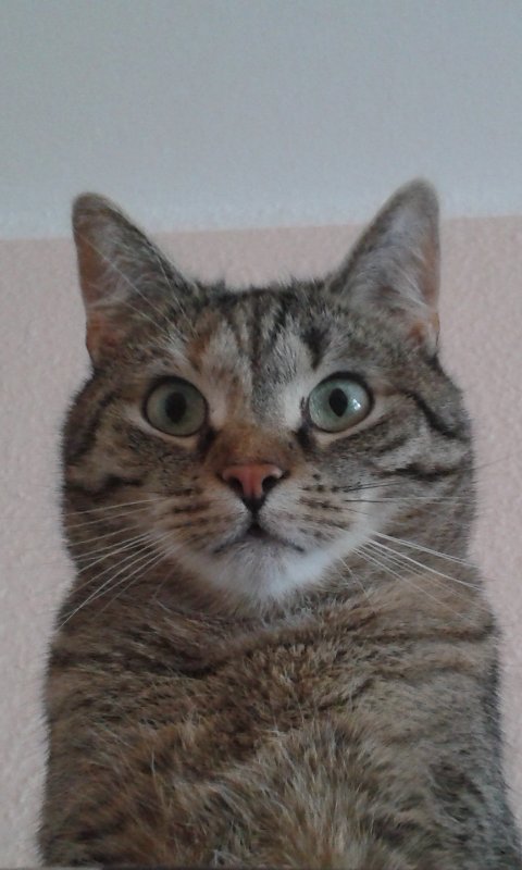 Kedilerin annesi (@sirinveboncuk) on Twitter photo 