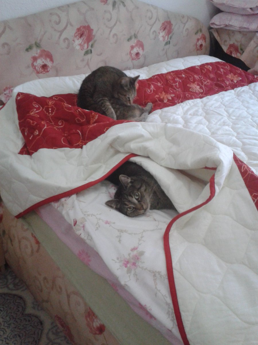 Kedilerin annesi (@sirinveboncuk) on Twitter photo 