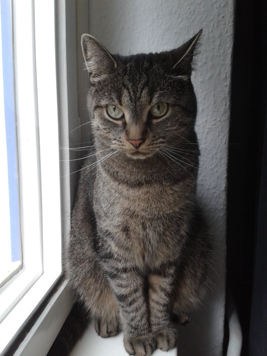 Kedilerin annesi (@sirinveboncuk) on Twitter photo 