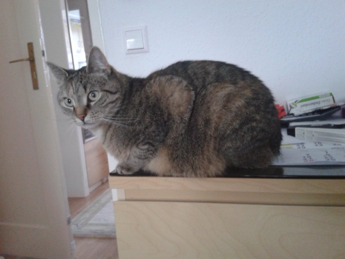 Kedilerin annesi (@sirinveboncuk) on Twitter photo 