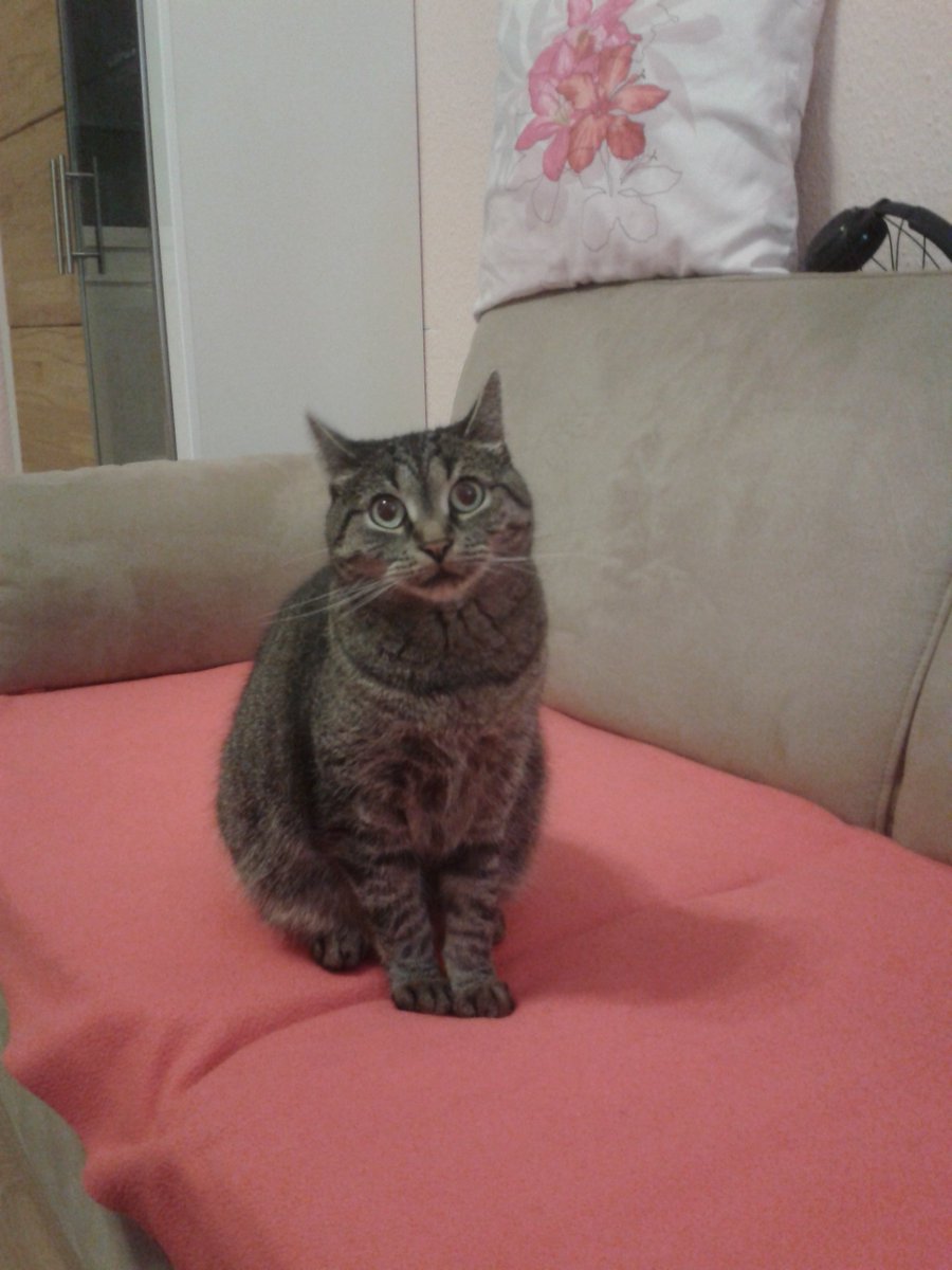 Kedilerin annesi (@sirinveboncuk) on Twitter photo 