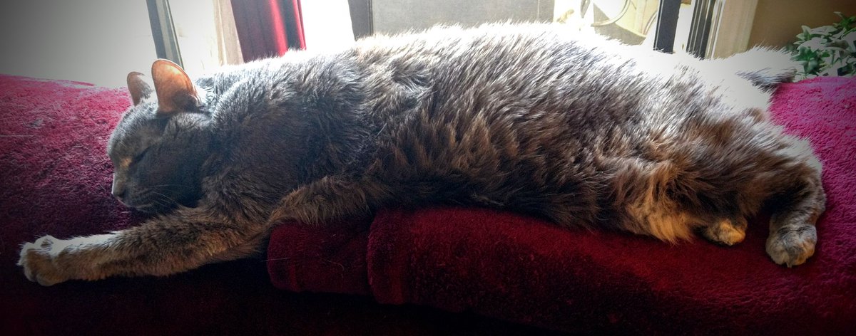 CrashOutKitty's tweet photo. #fluffyfursday #CatsOfTwitter #cats #fluffy #fur #CrashOutKitty #naptime https://t.co/qqju1nkWxd