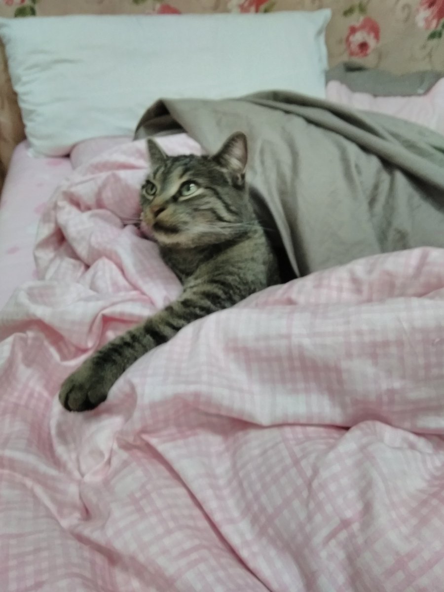 Kedilerin annesi (@sirinveboncuk) on Twitter photo 