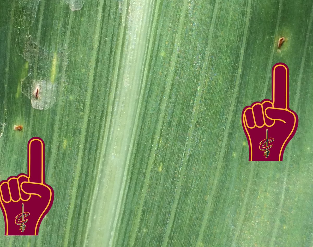 MaizeMD's tweet photo. #commonrust anyone? Pardon the use of the foam fingers. https://t.co/vl20tkvYb2