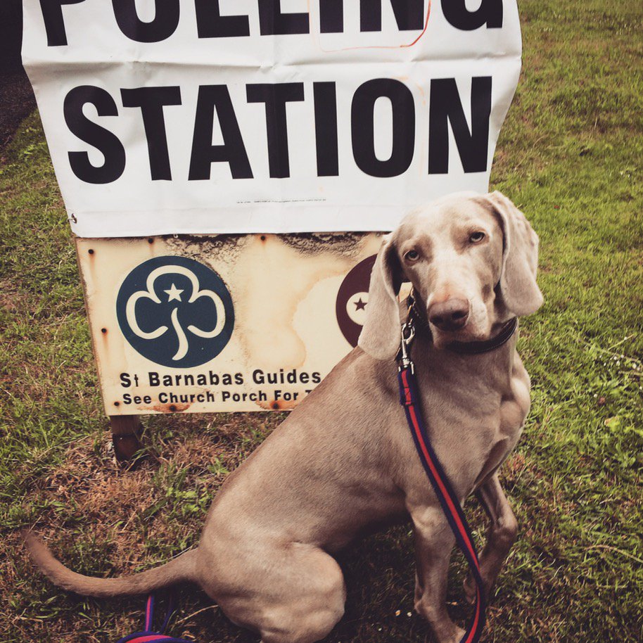 emmahawkes2's tweet photo. #weimaranersofinstagram #dogsatpollingstatons https://t.co/SLuWKidD2J