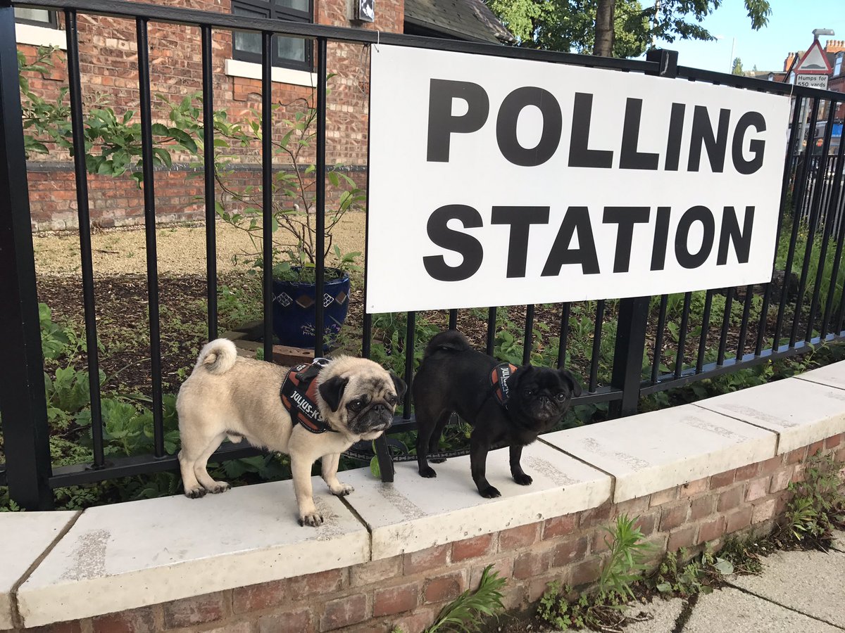 ukpugmania's tweet photo. #dogsatpollingstations #DogsAtPollingStations https://t.co/37j7wHpEcK