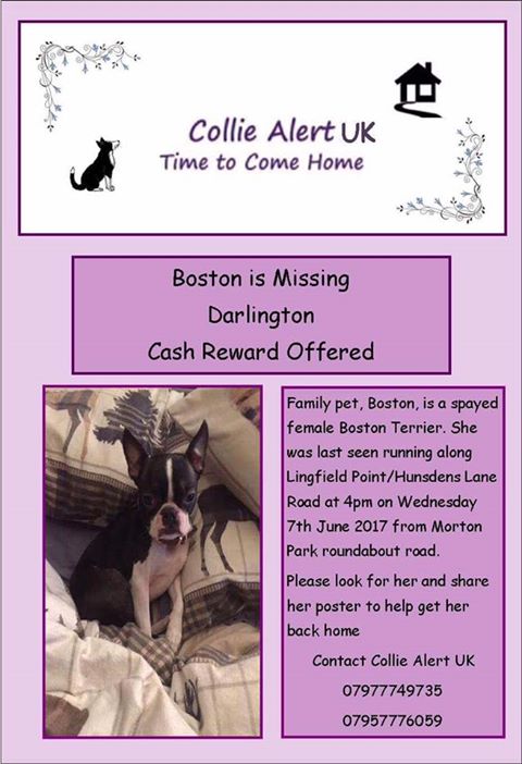 Cymru_01's tweet photo. #findBoston @DarlingtonHipp Lost dog June 7 Please RT to help find her. #lingfieldpoint #mortonpark #cummings https://t.co/LxsR0yENgD