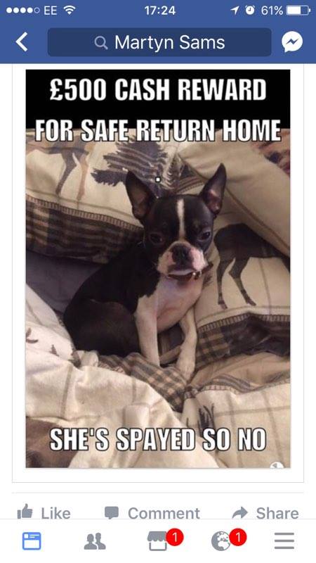 Cymru_01's tweet photo. #findBoston @DarlingtonHipp Lost dog June 7 Please RT to help find her. #lingfieldpoint #mortonpark #cummings https://t.co/LxsR0yENgD