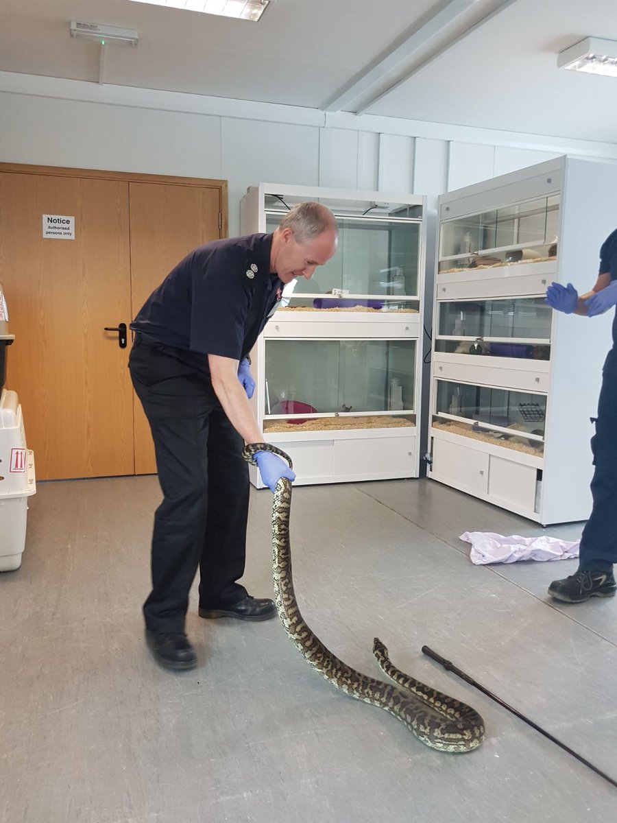 HFRSanimal's tweet photo. Exotic animal handling course for 2 of our AR Tactical Advisors. WM's Allen and Baker learnt how to handle snakes, turtles, crocodiles etc https://t.co/jzkJgnGwMh
