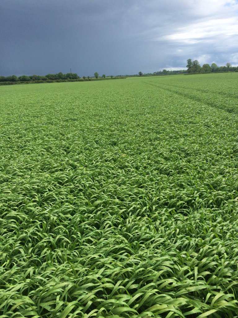 TirlanFarmLife's tweet photo. Propino Spring Barley could not be any thicker. Massive potential. It's not all about Planet #propino #mastercrop https://t.co/afzFGMQYno