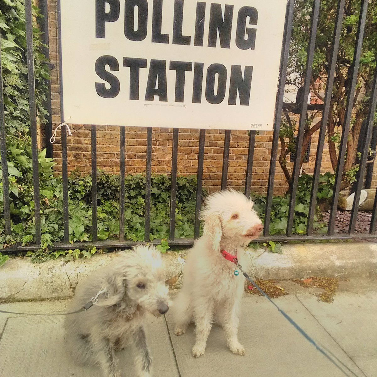 maisyrolo's tweet photo. Maisy and Rolo the beddlington two at West hampstead polling station #dogsatpollingstations https://t.co/mnnbb8KDjC