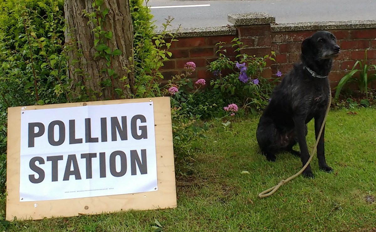 Beau is such a hypocrite! Some of his best mates are cats but he growls at anyone who he thinks might vote for them! #DogsAtPollingStations.