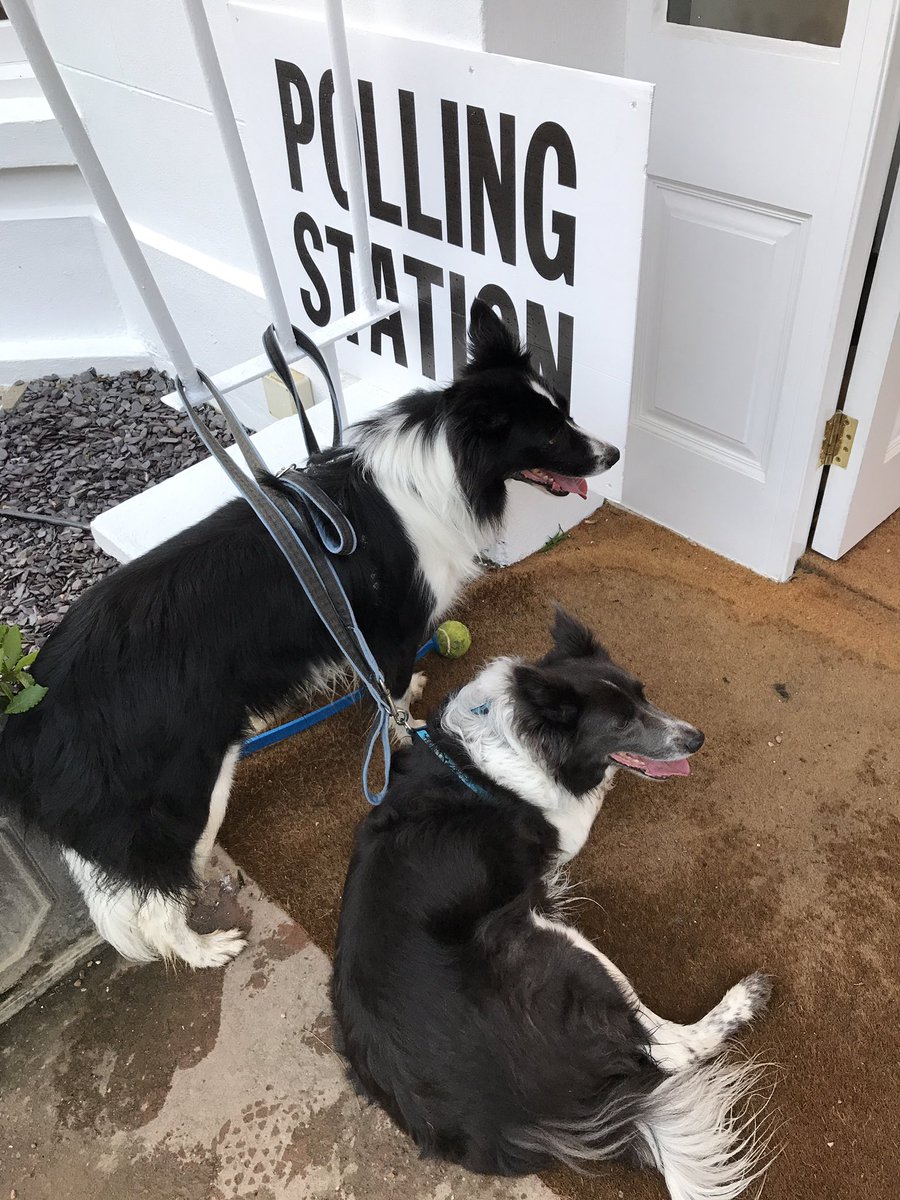 GarethButton's tweet photo. #votingdogs #dogsatpollingstations #dogsthatvote #pollingdogs The girls are supporting me voting for our future https://t.co/XFne5WJhtC