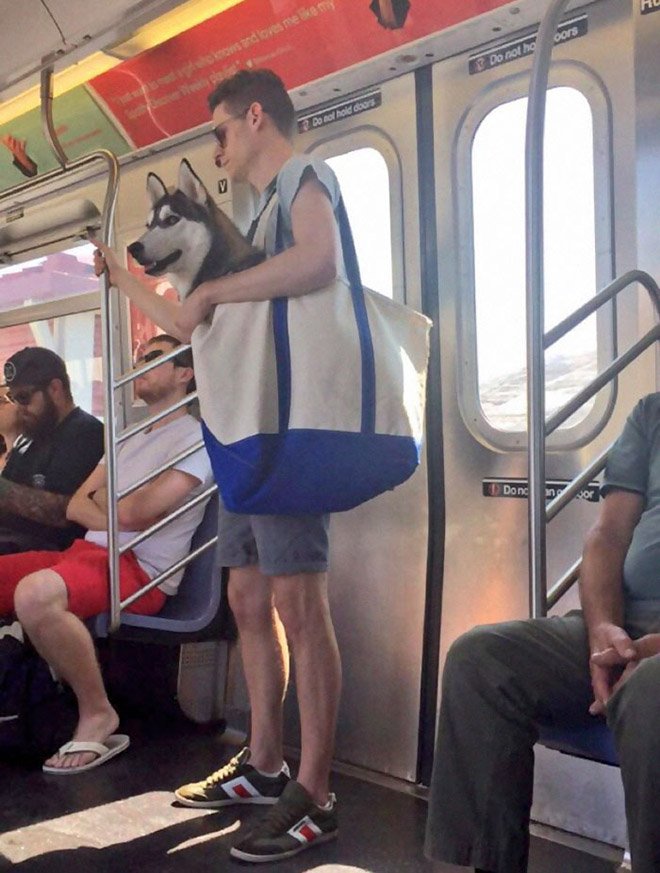 AnimaVeg's tweet photo. New York interdit le métro aux chiens sauf s’ils rentrent dans un sac, les maîtres ont donc répondu en trollant https://t.co/1Ei7UMkX2u https://t.co/zcEuWchvUk