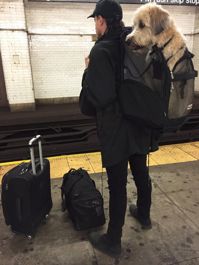 AnimaVeg's tweet photo. New York interdit le métro aux chiens sauf s’ils rentrent dans un sac, les maîtres ont donc répondu en trollant https://t.co/1Ei7UMkX2u https://t.co/zcEuWchvUk
