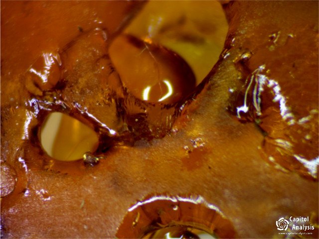 capitolanalysis's tweet photo. #pingstoncreekbotanical #baydream #masterkush #mixed #sourcookies #capitolanalysis #cannabisindustry #cannabis #marijuana #weed https://t.co/odskRFrtji