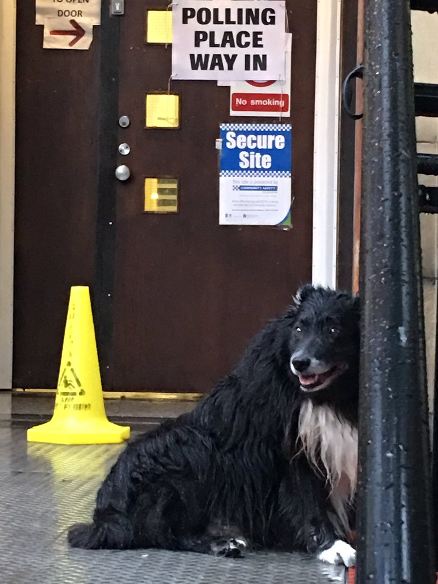 TommySt50937983's tweet photo. #dogsatpollingstations https://t.co/KqOsbTfrJR