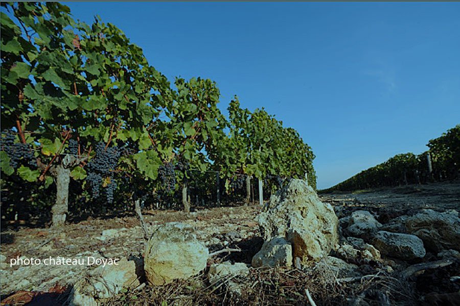 Château Doyac, du bio à la #biodynamie… bordeaux-gazette.com/chateau-doyac-…
