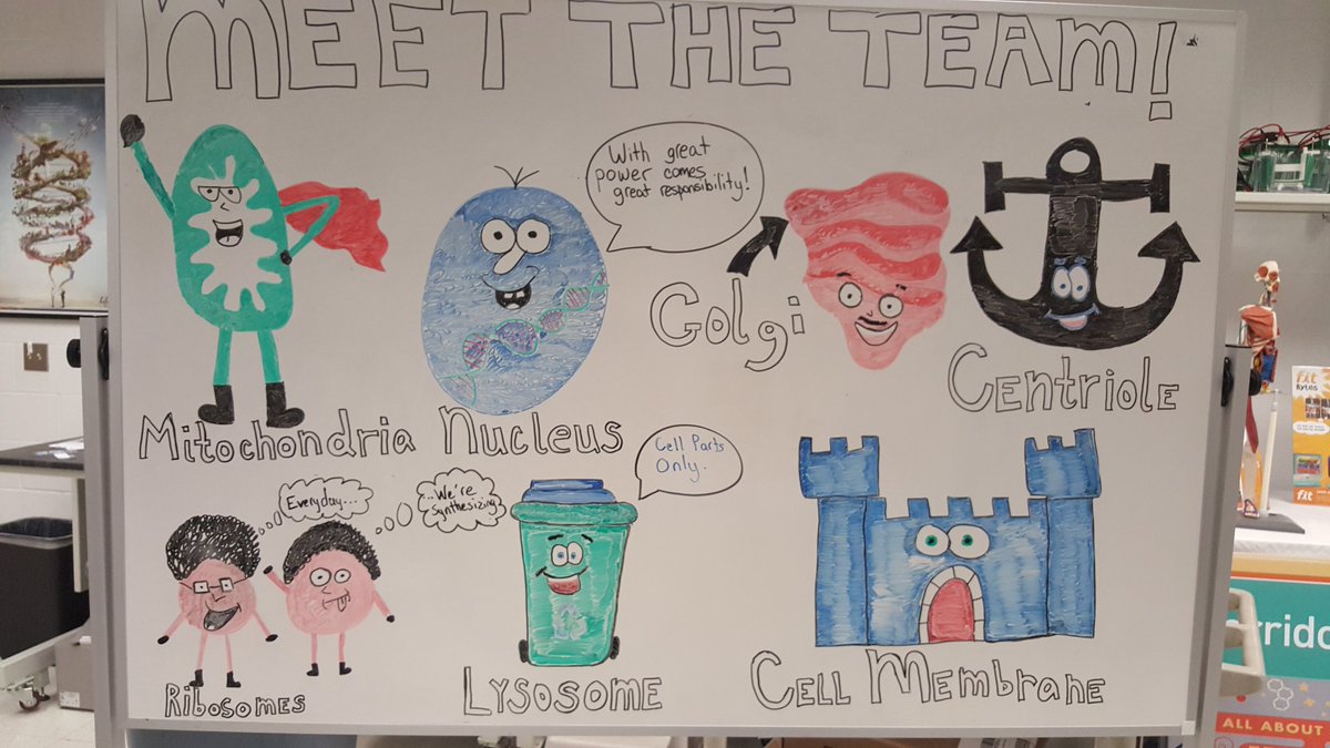 SanfordPROMISE's tweet photo. Join @SanfordResearch in cell-ebration of the The Incredible Cell at the #SDScienceFest (https://t.co/ufvGNNMhr2) https://t.co/JWzaZ1kydL