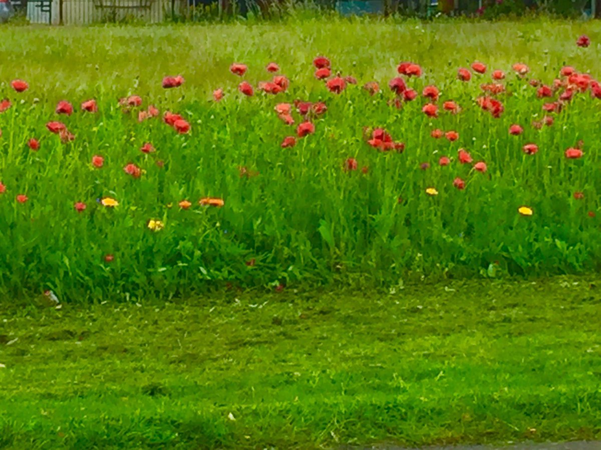 annakingradio's tweet photo. Lovely to see wild poppies on the verge today... https://t.co/9ELTE56IXV
