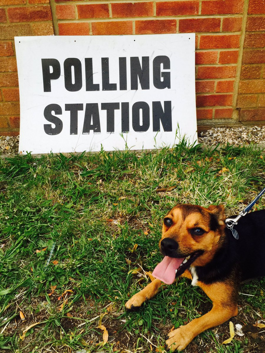 GarethHiggins2's tweet photo. Widget votes for more biscuits! #dogsatpollingstations https://t.co/tzxcC3SztQ