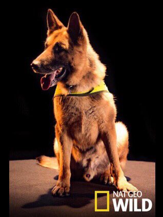 Catalinatorresa's tweet photo. Siempre orgullosa de las FFMM y la Policía, pero hoy conocí otros héroes, los de 4 patas #misioncanina @natgeowild https://t.co/F0Qrq7qmTU