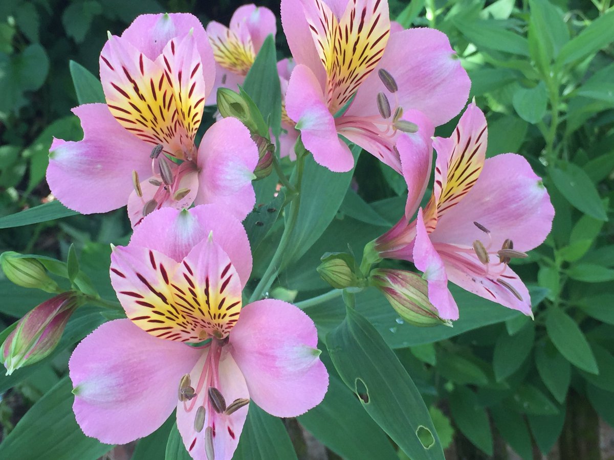 夢雨民 على تويتر 今朝の花 アストロメリアも咲き始めました アストロメリア ガーデニング