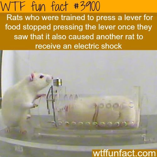 Rat fact of the day!❤️❤️❤️