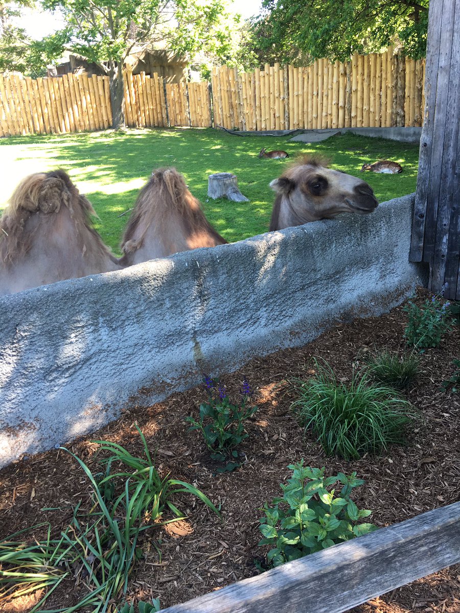 MrsCelini's tweet photo. Beautiful day for our zoo trip! https://t.co/ehQ2qRsHeG