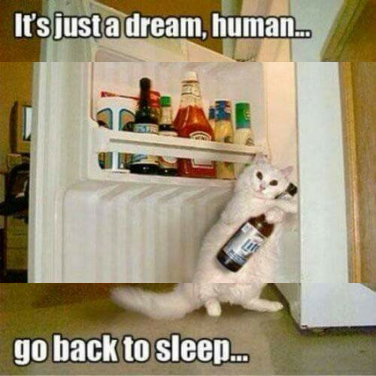 P O U N C E On Twitter Weird There S Always Beer Missing Cat Meme Baddream Badroommate Lightbeer Fluffy Peopleorganizedunderthenewcatempire Pounce Https T Co Jtthw5wt2a P O U N C E On Twitter Weird There S Always Beer Missing Cat Meme Baddream Badroommate Lightbeer Fluffy Peopleorganizedunderthenewcatempire Pounce Https T Co Jtthw5wt2a