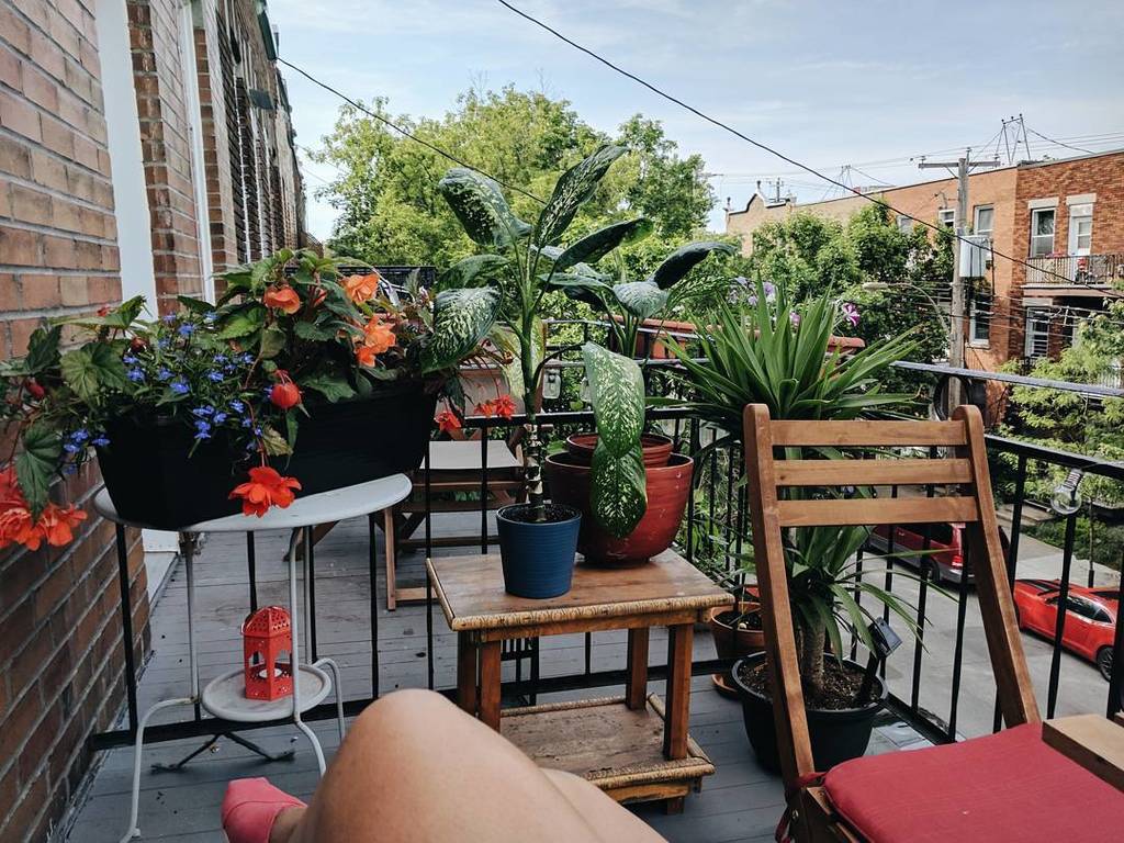 ShehaniKay's tweet image. 28 ℃ out on my balcony garden today. Just blissful. Feels like summer is here ☀️ #montrealjetaime ift.tt/2rRq0kE