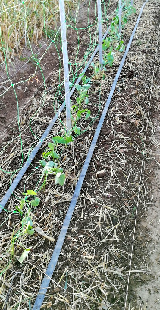elceboolla's tweet photo. El bancal de las #judías ya está listo. Este año he utilizado malla para #entutorar. ¡Reforzaré con #humus de lombriz y #acolchado orgánico! https://t.co/E8CDFwjyx8