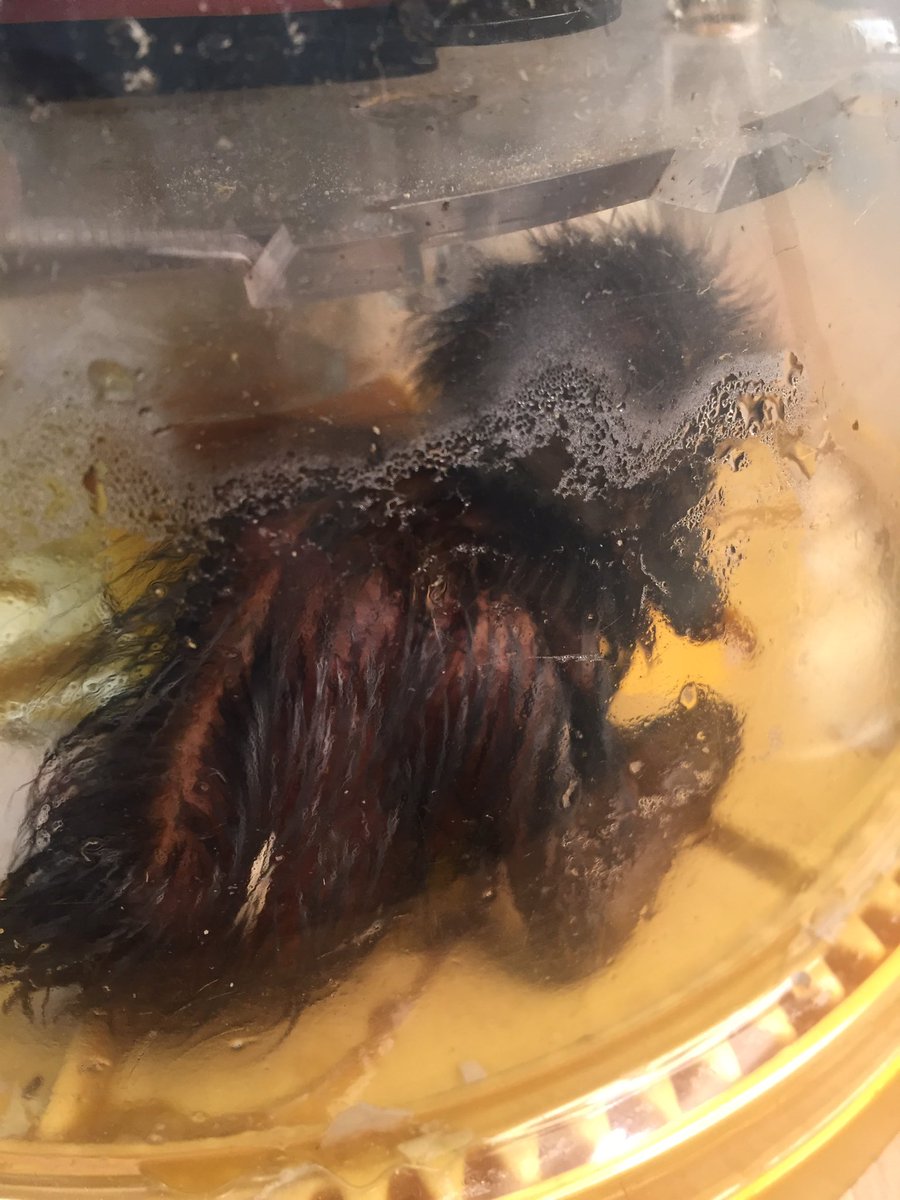 newsfromK124's tweet photo. A third duckling hatched at 1:02 today. The children watched in amazement! This one's name is "Blackie". #podscience https://t.co/cNfiwp5tTE