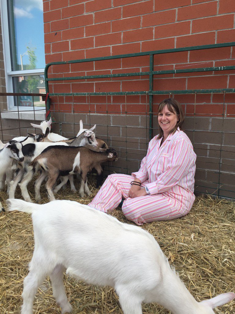 HydeParkPS's tweet photo. Principal Whitley follows through on her pledge to sleep with goats@HydeParkPS @CTVBarrieNews @SCDSB_Schools https://t.co/60ZabePAVM